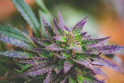 Is Smokable Hemp Flower A Good Choice to Replace Smoking Marijuana?